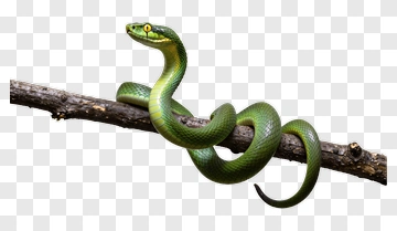 Green Snake On A Branch PNG