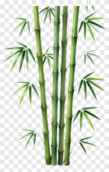 Bamboo Plant PNG
