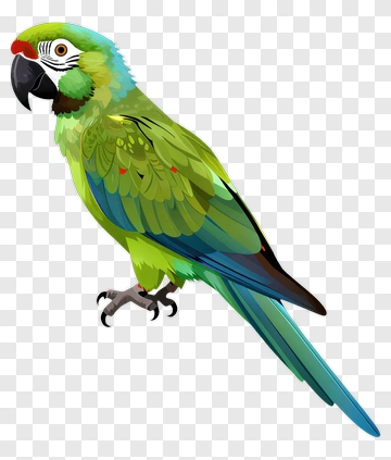 Colorful Parrot PNG