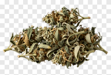 Dried Herbal Plant PNG
