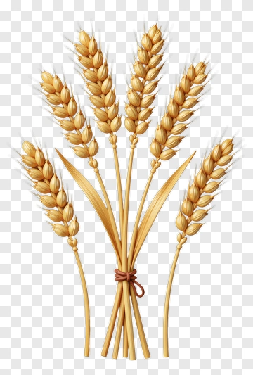 Wheat Bundle With Tied Stalks PNG