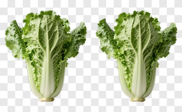 Fresh Romaine Lettuce Heads PNG