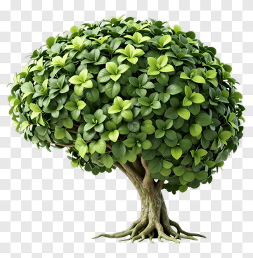 Green Tree With Lush Foliage PNG