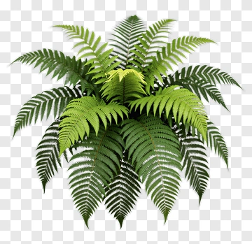 Green Fern Plant PNG