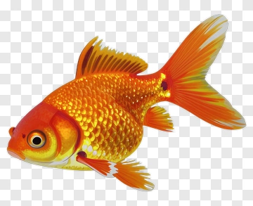 Colorful Goldfish Swimming PNG