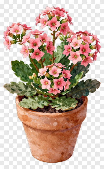Colorful Kalanchoe Plant In A Pot PNG