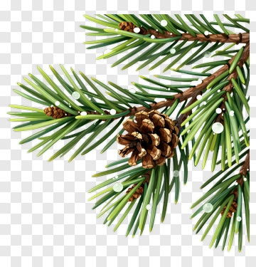 Pine Tree Branch With Pine Cone PNG