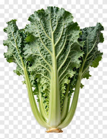 Fresh Kale PNG