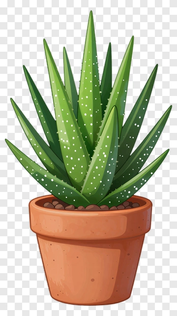 Aloe Vera Plant In A Pot PNG