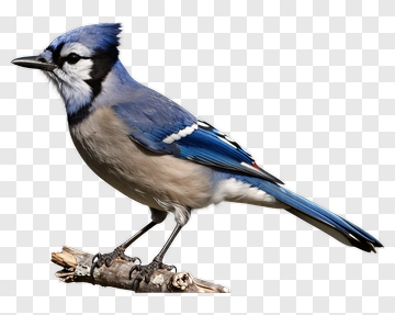 Blue Jay Bird Perched On A Branch PNG