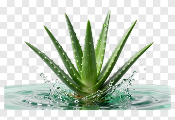 Aloe Vera Plant With Water Splash PNG