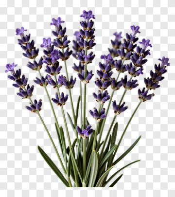 Lavender Flower Bouquet PNG