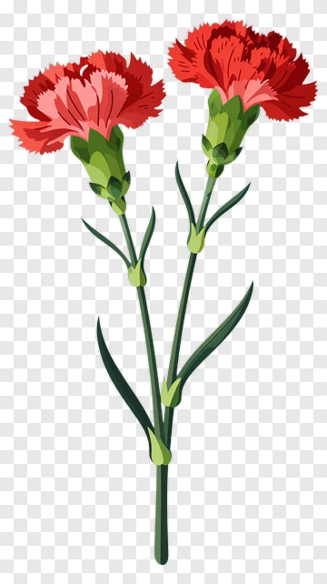Colorful Carnation Flowers PNG