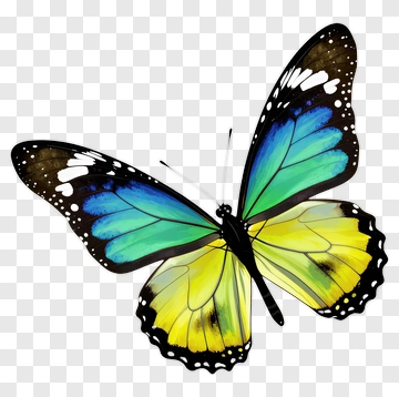 Colorful Butterfly With Blue And Yellow Wings PNG