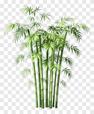 Bamboo Plant PNG