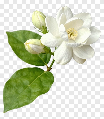 White Flower With Green Leaves PNG