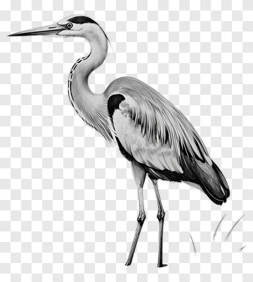Heron Standing Gracefully PNG