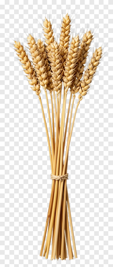 Wheat Sheaf Bundle PNG