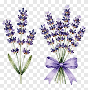 Watercolor Lavender Bouquet PNG
