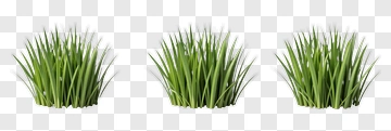 Realistic Grass Clump PNG