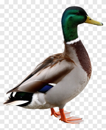 Mallard Duck Standing PNG