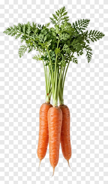 Fresh Carrots With Green Tops PNG