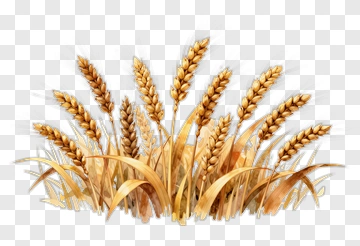 Wheat Field Illustration PNG