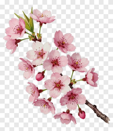 Colorful Cherry Blossom Branch PNG