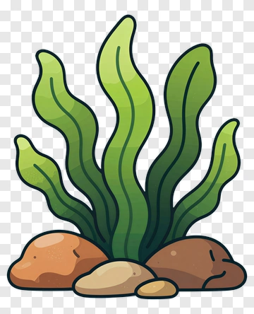 Colorful Seaweed With Rocks PNG
