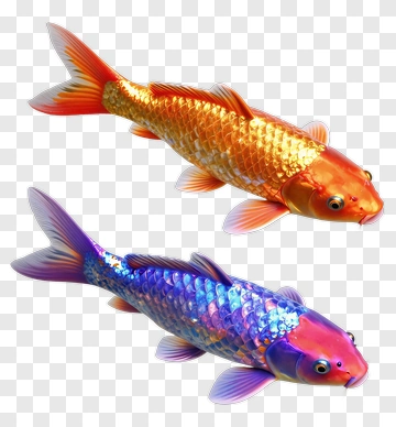 Colorful Koi Fish PNG