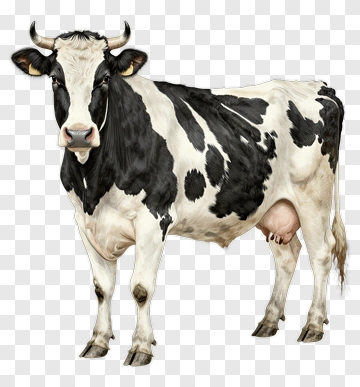 Realistic Black And White Dairy Cow PNG