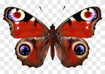 Colorful Butterfly With Distinctive Patterns PNG