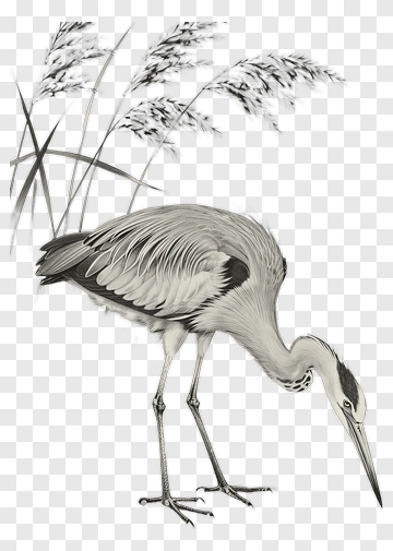 Heron Standing Among Reeds PNG