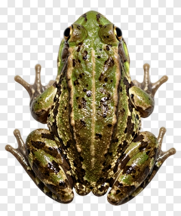Green Frog PNG