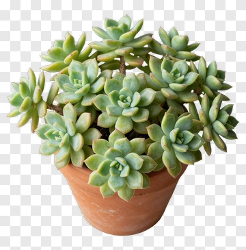 Succulent Plant In Terracotta Pot PNG
