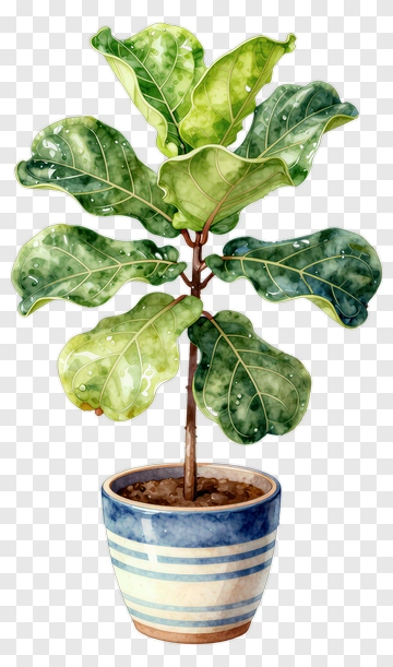 Colorful Fiddle Leaf Fig Plant In A Pot PNG
