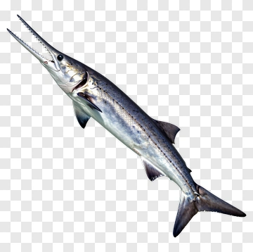 Realistic Fish With Sharp Teeth PNG