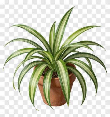 Potted Spider Plant PNG