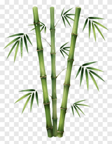 Bamboo Plant PNG