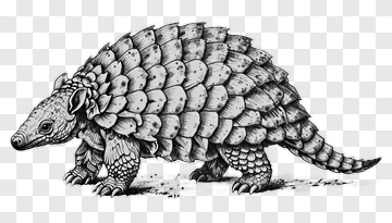 Detailed Illustration Of A Pangolin PNG