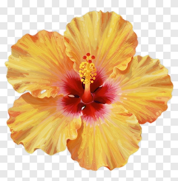 Yellow Hibiscus Flower PNG