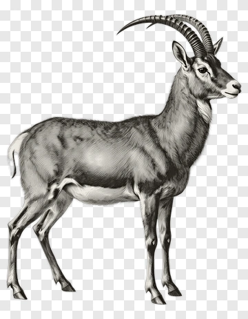 Antelope Standing Proudly PNG