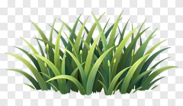 Green Grass PNG