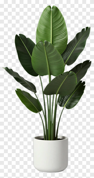 Green Potted Plant PNG