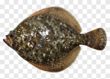 Flatfish PNG