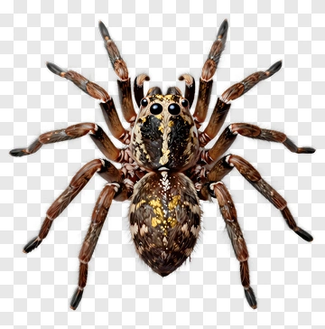 Realistic Spider PNG