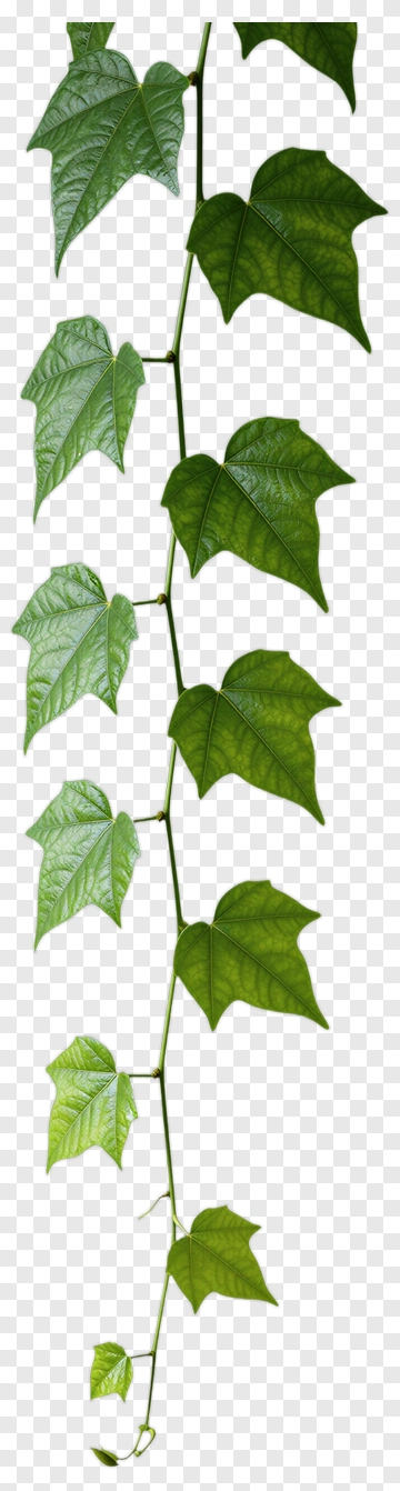 Green Ivy Vine With Leaves PNG