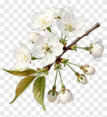 Cherry Blossom Branch With White Flowers PNG