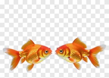 Goldfish Swimming Together PNG