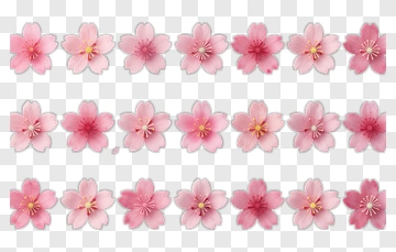 Cherry Blossom Flower Collection PNG